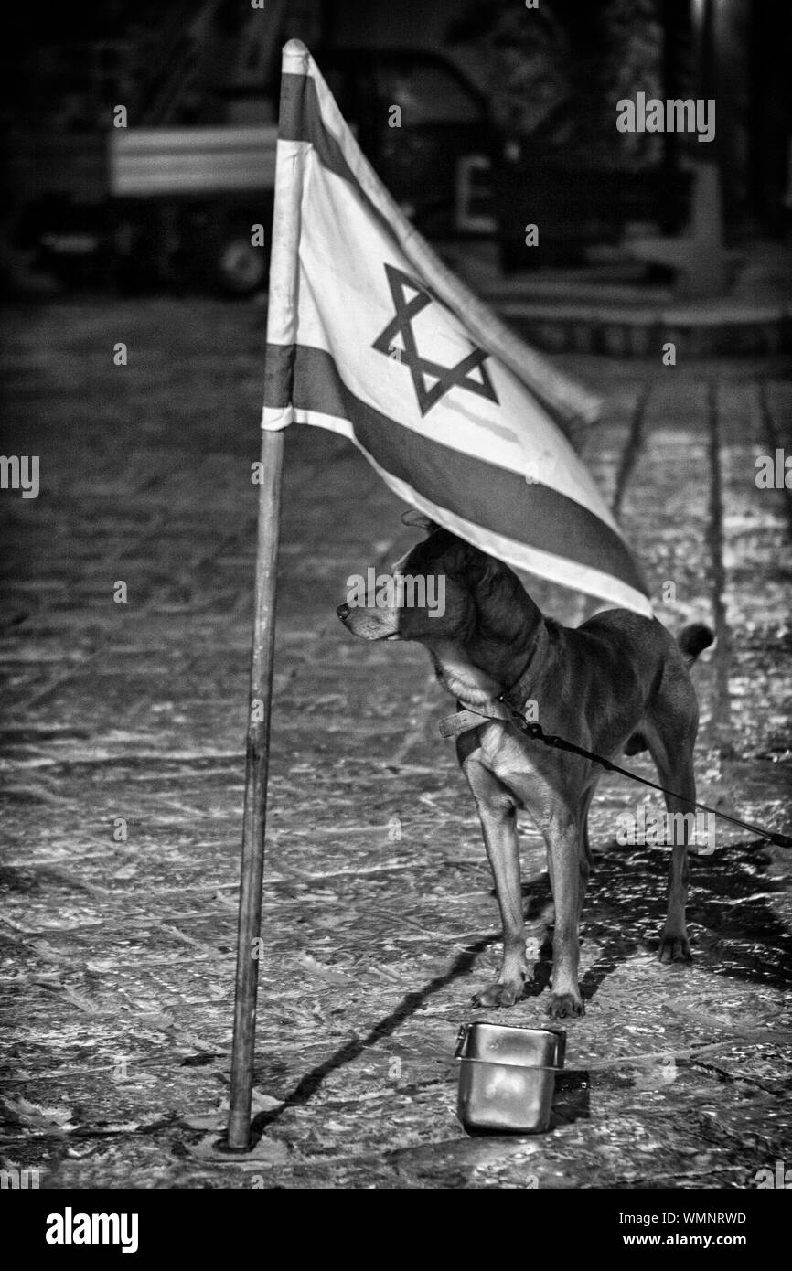 Dog Standing By Israeli Flag Stock Photo Alamy