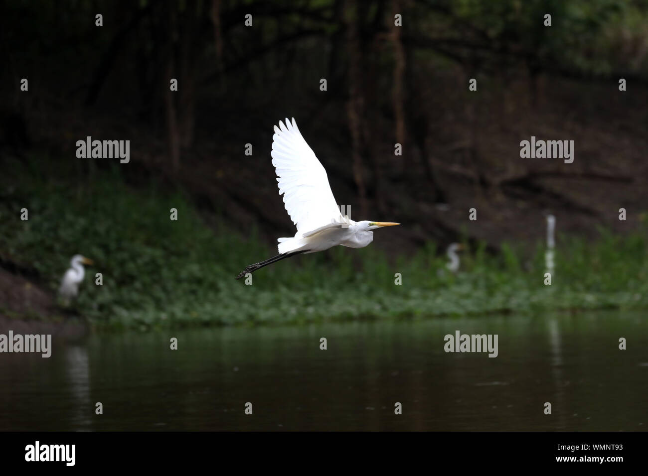 LIMA, Peru, august 2019, Pacaya Samiria Natural Reserve at the amazonas jungle  Birds are seen at the natural reserve in the rainforest Stock Photo