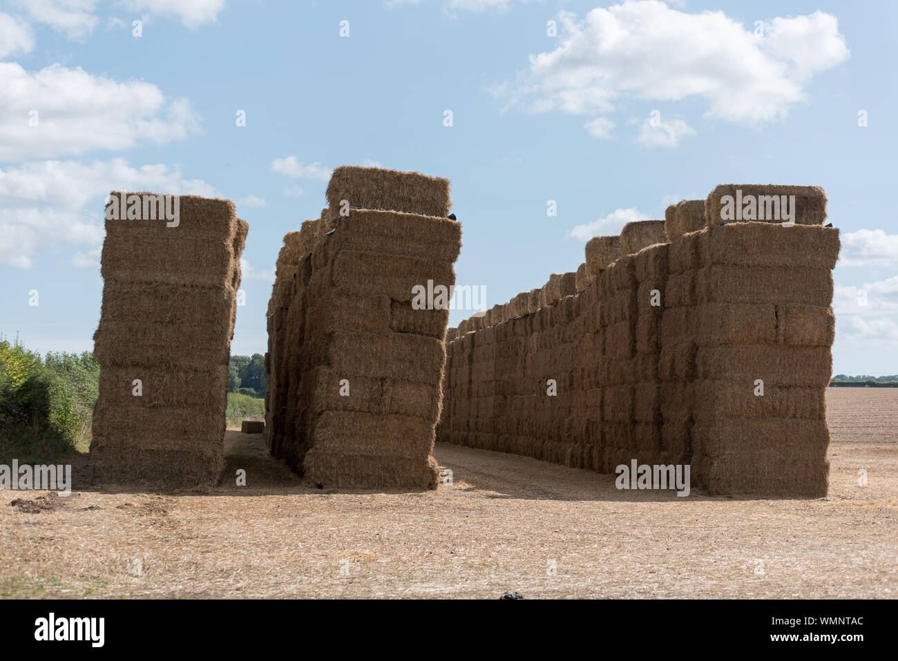 hay bales stack in field ready to store for winter feed Stock Photo