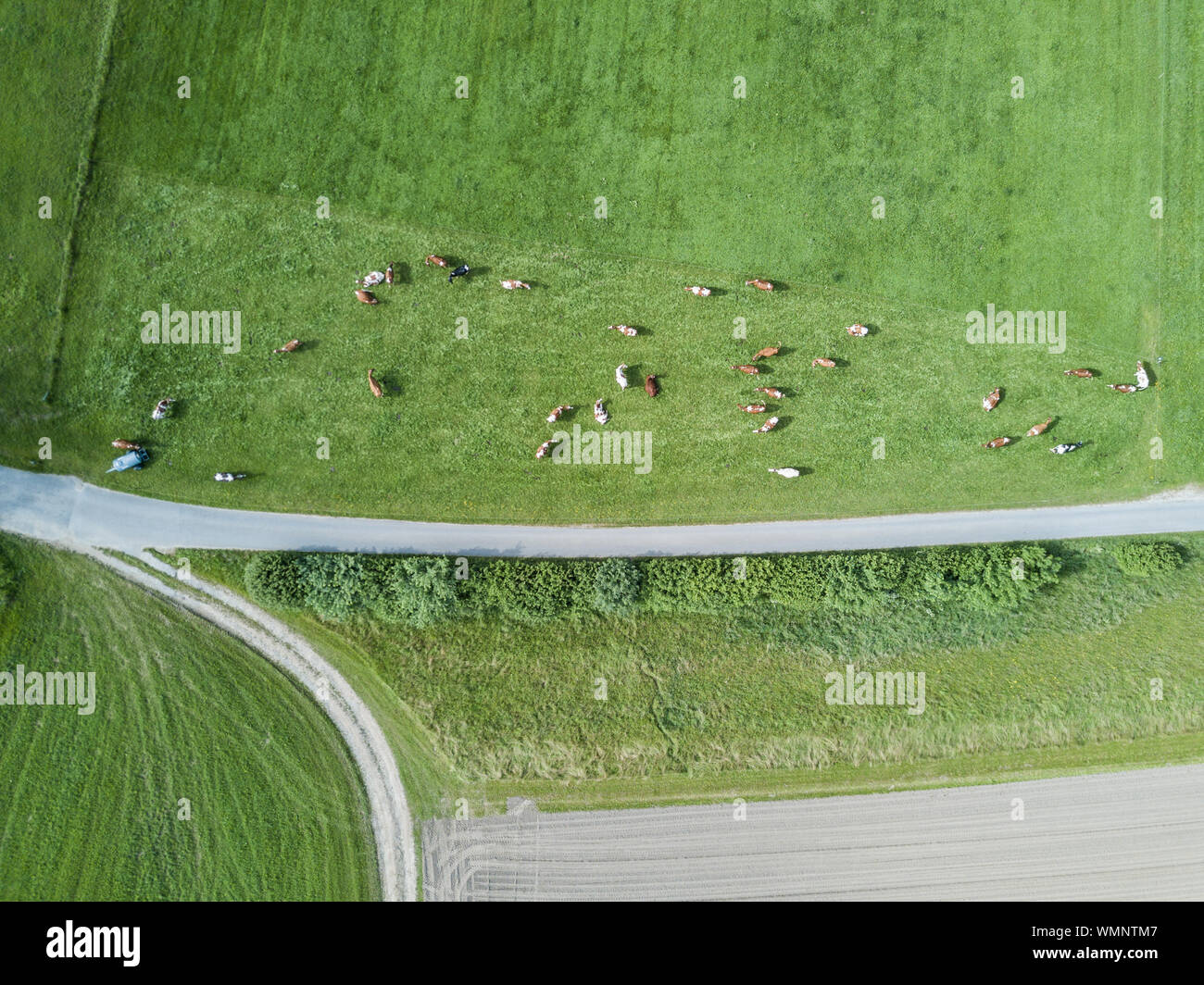 Aerial View Of Cows Grazing On Green Field Stock Photo - Alamy