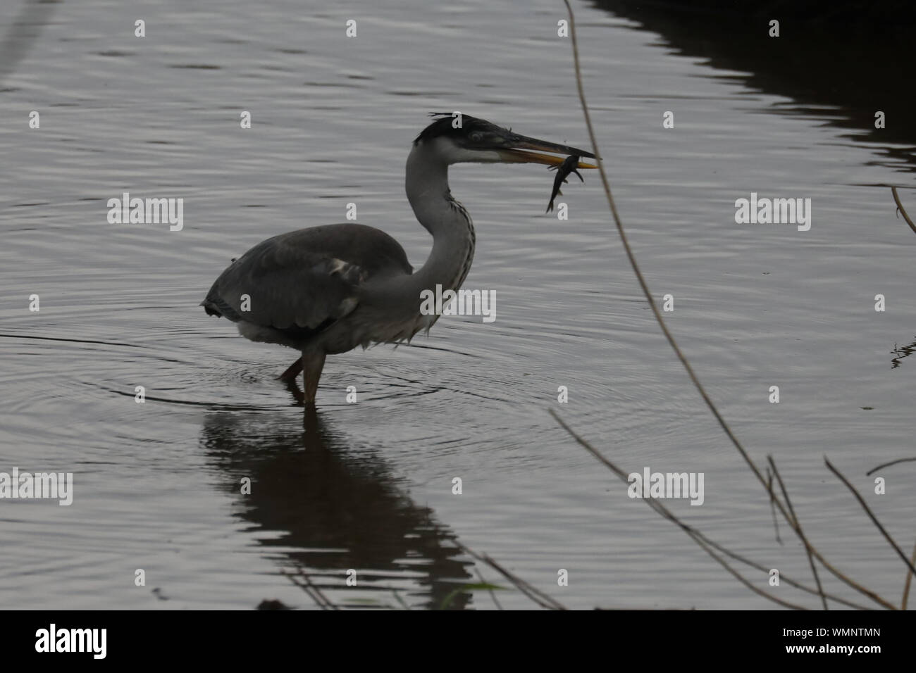 LIMA, Peru, august 2019, Pacaya Samiria Natural Reserve at the amazonas jungle  Birds are seen at the natural reserve in the rainforest Stock Photo