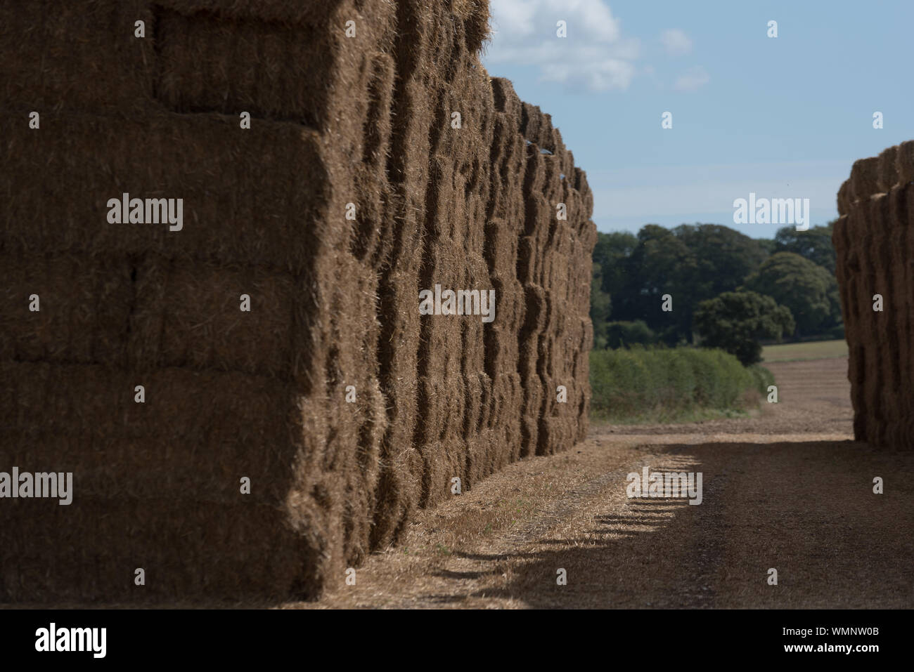 hay bales stack in field ready to store for winter feed Stock Photo