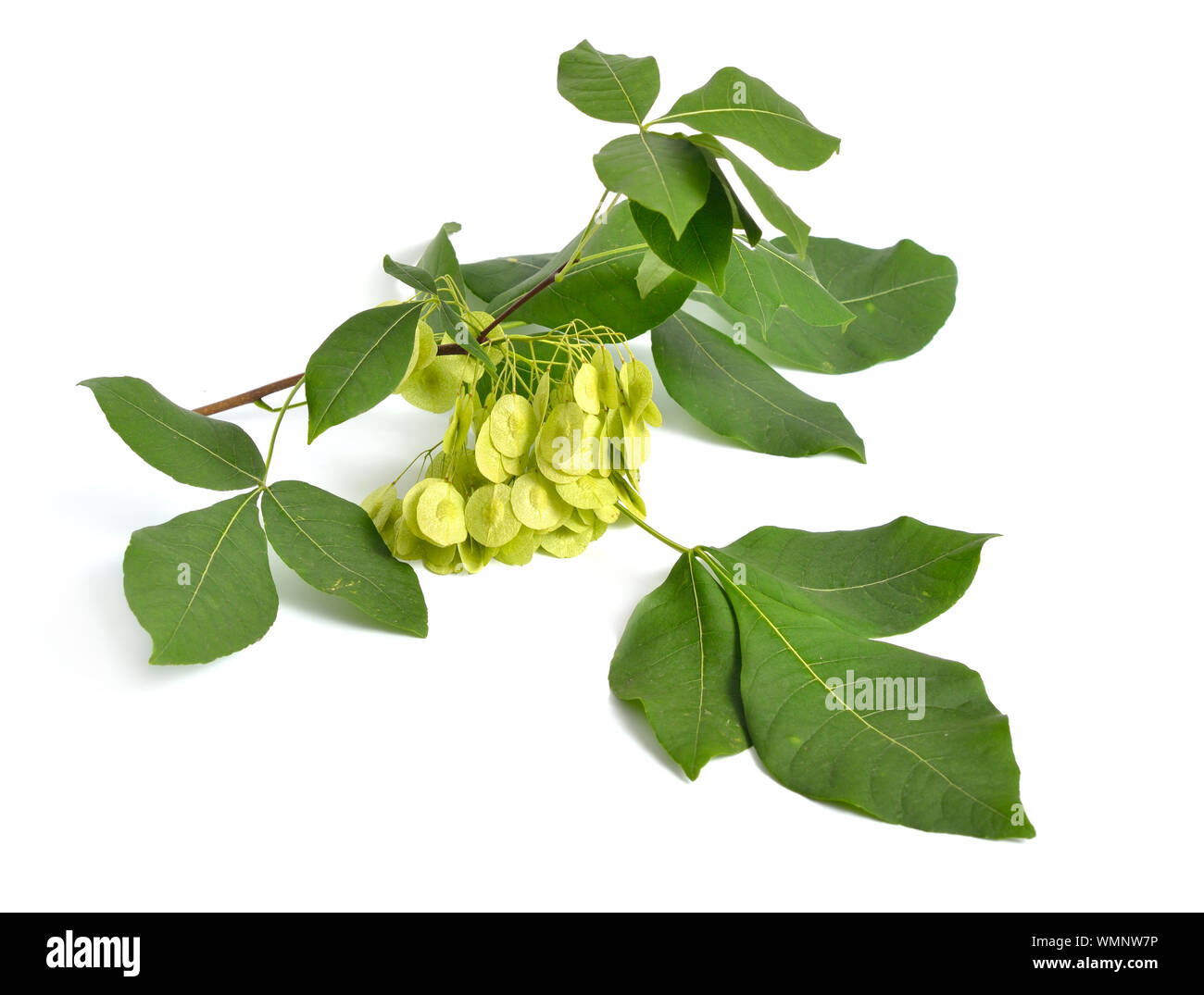 Ptelea trifoliata, commonly known as common hoptree, wafer ash, stinking ash, and skunk bush. Isolated on white. Stock Photo