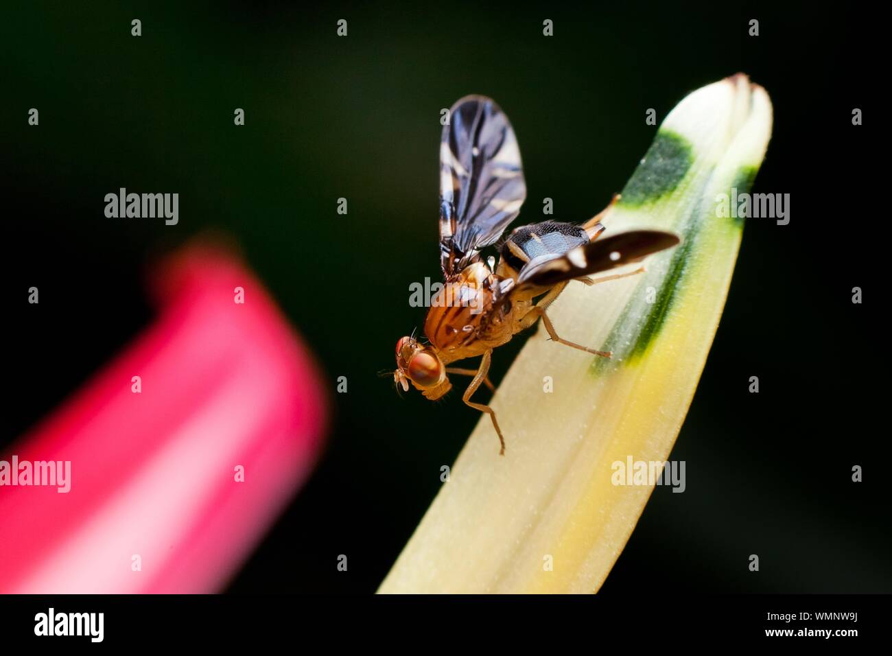 Close-up Of Fruitfly On Flower Stock Photo