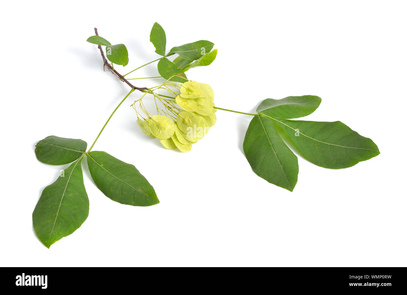 Ptelea trifoliata, commonly known as common hoptree, wafer ash, stinking ash, and skunk bush. Isolated on white. Stock Photo