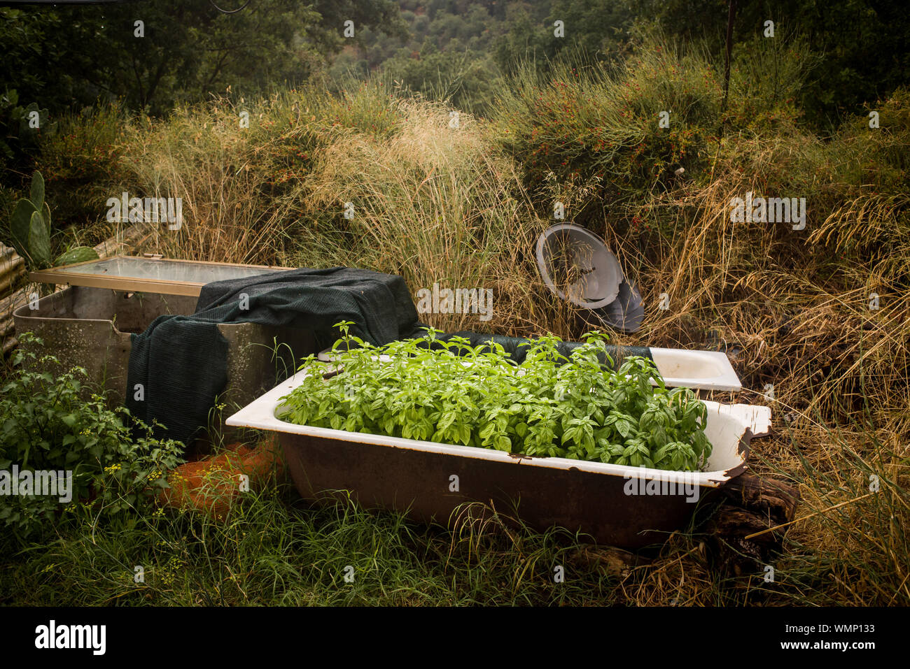 Planting basil using a bathtub at the  interior of Sardinia, Italy. Stock Photo