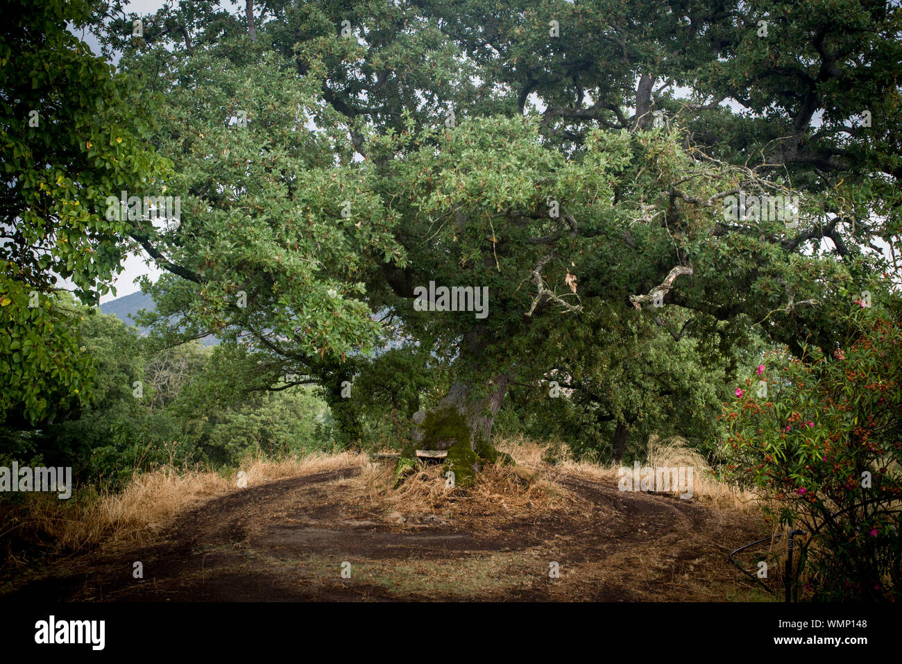 Oak tree of the interior Sardinia, Italy. Stock Photo