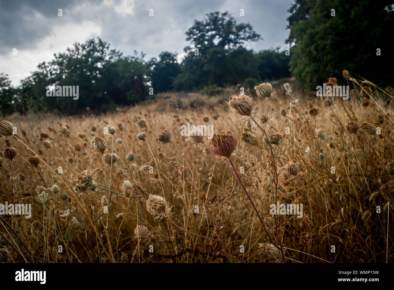 Dry flowers after the rain  in a field of the interior of Sardinia, Italy. Stock Photo