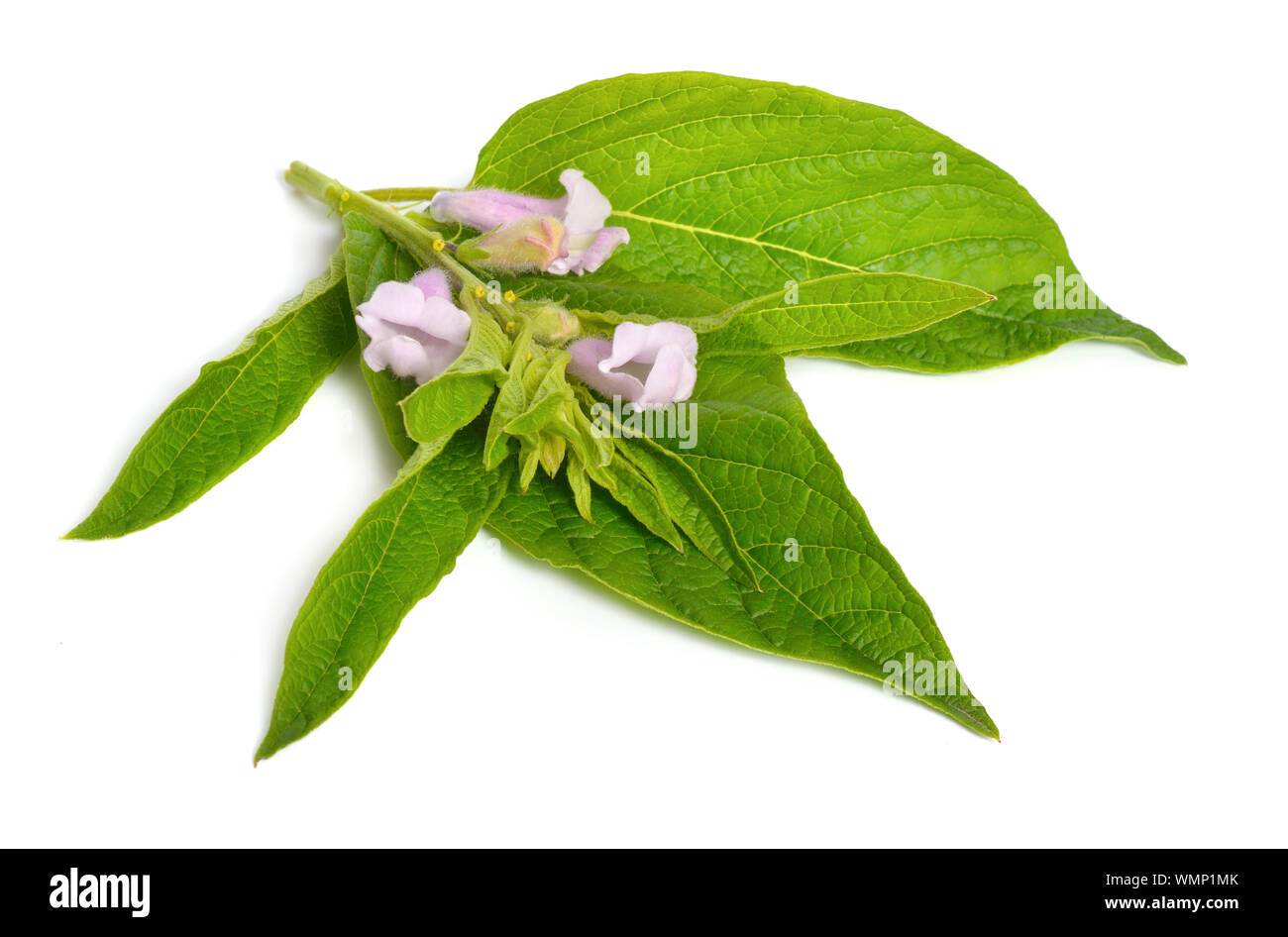 Sesame plant with flowers hi-res stock photography and images - Alamy