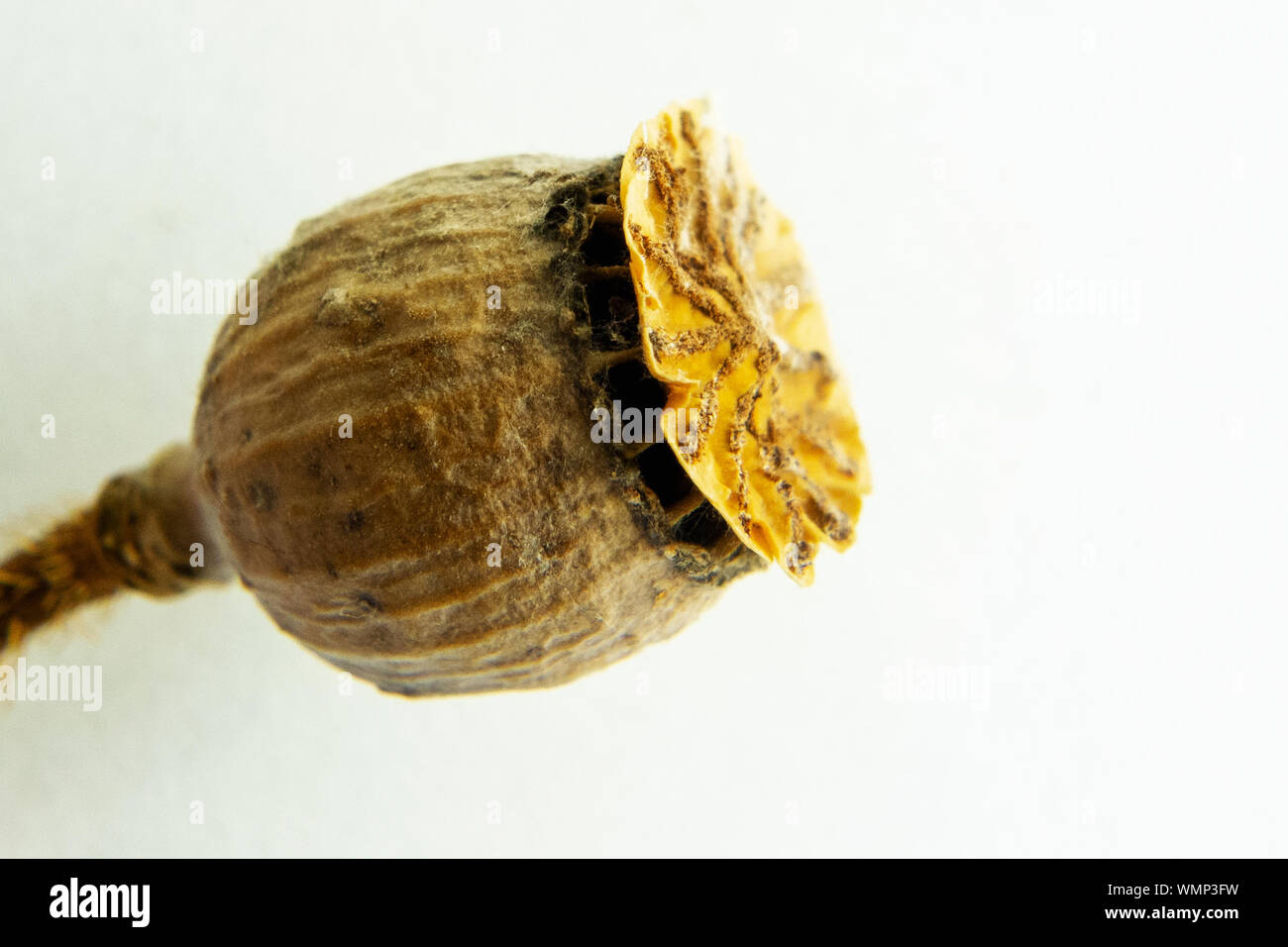 Poppy pod head macro on white background. Drugs raw material for opium addicted. Autumn harvest of seeds for bakery. Concept of narcotics issues Stock Photo