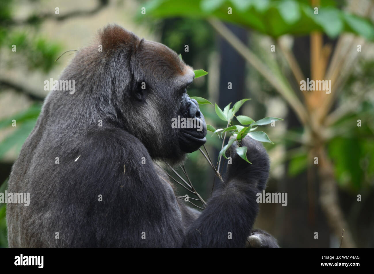 Close-up Of Chimpanzee Eating Leaves Stock Photo