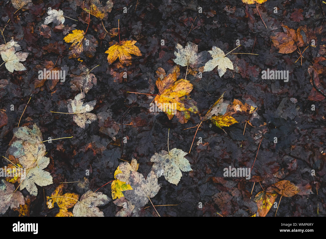 Wet leaves on forest floor hi-res stock photography and images - Alamy