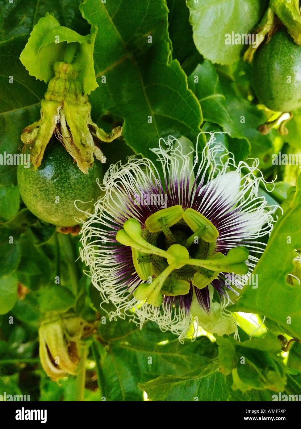 Fruit of passion flower plant hires stock photography and images Alamy