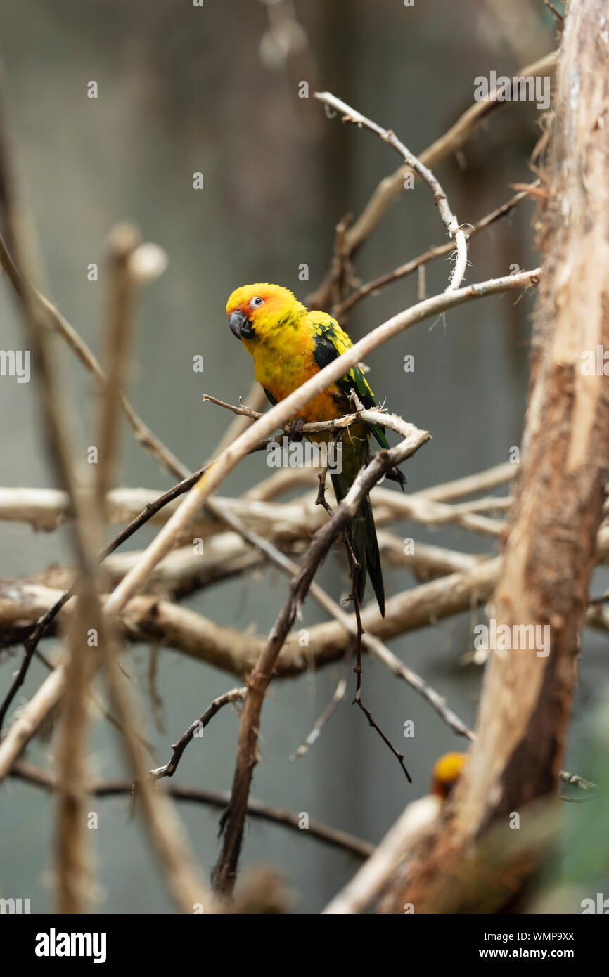 A sun conure or sun parakeet (Aratinga solstitialis), a colorful parrot native to northeastern South America, perching on a tree branch. Stock Photo