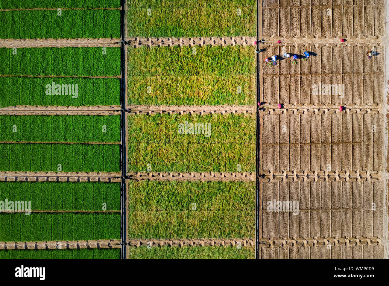 Aerial view of Garlic and Onion field at My Hiep, Ninh Hai, Ninh Thuan, Vietnam Stock Photo