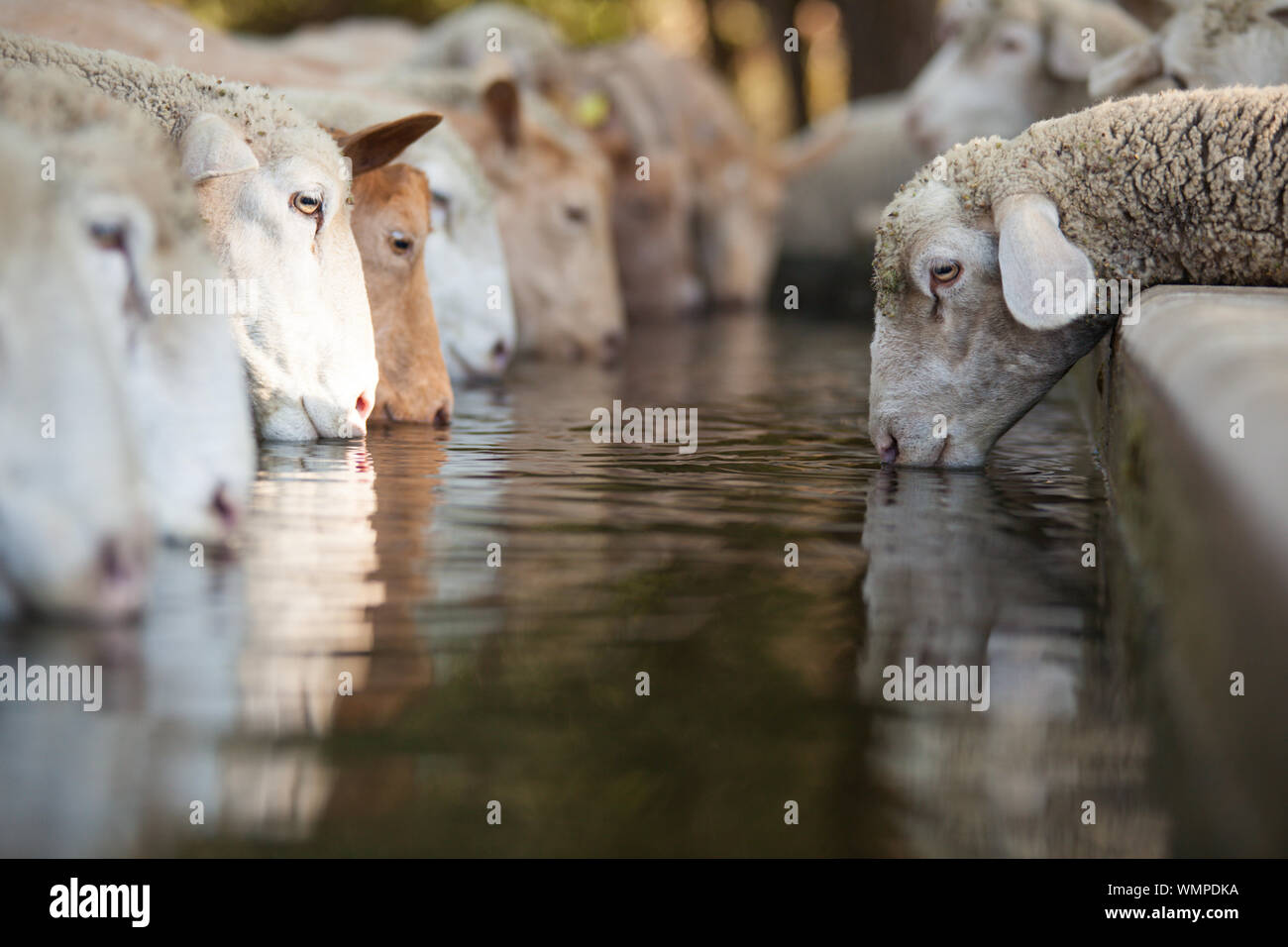 Sheep Water Drinking Stock Photos & Sheep Water Drinking Stock Images Alamy