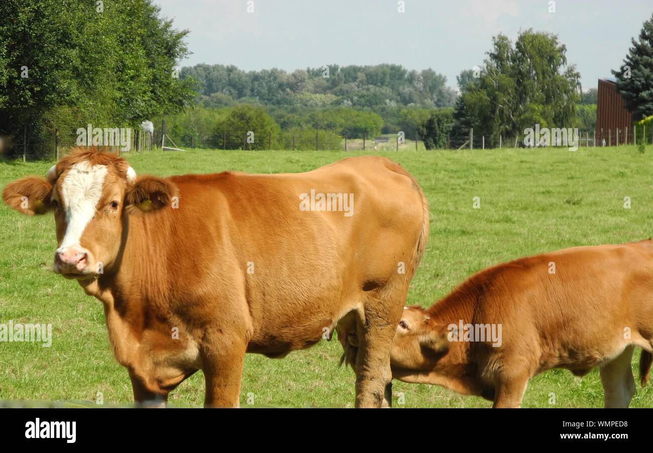 Cow Feeding Calf On Field Stock Photo Alamy