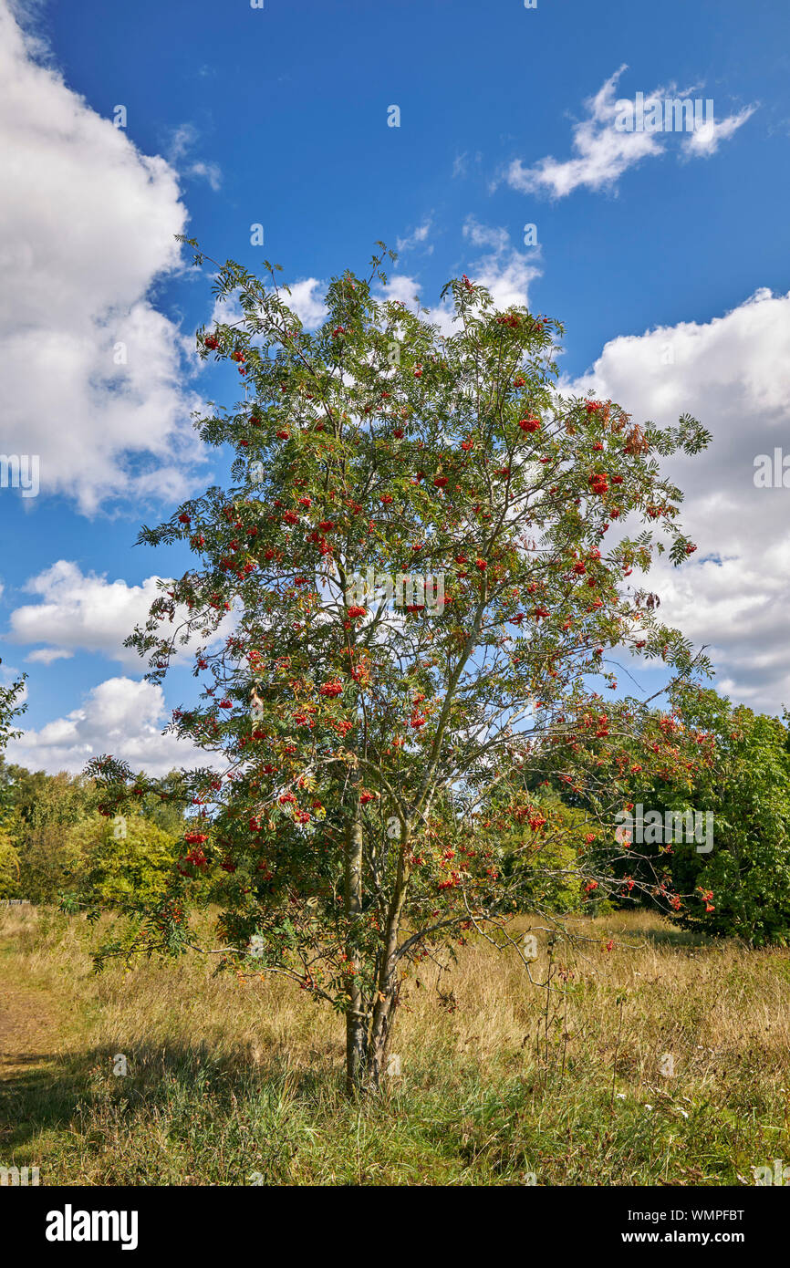 Elmbridge uk hi-res stock photography and images - Alamy