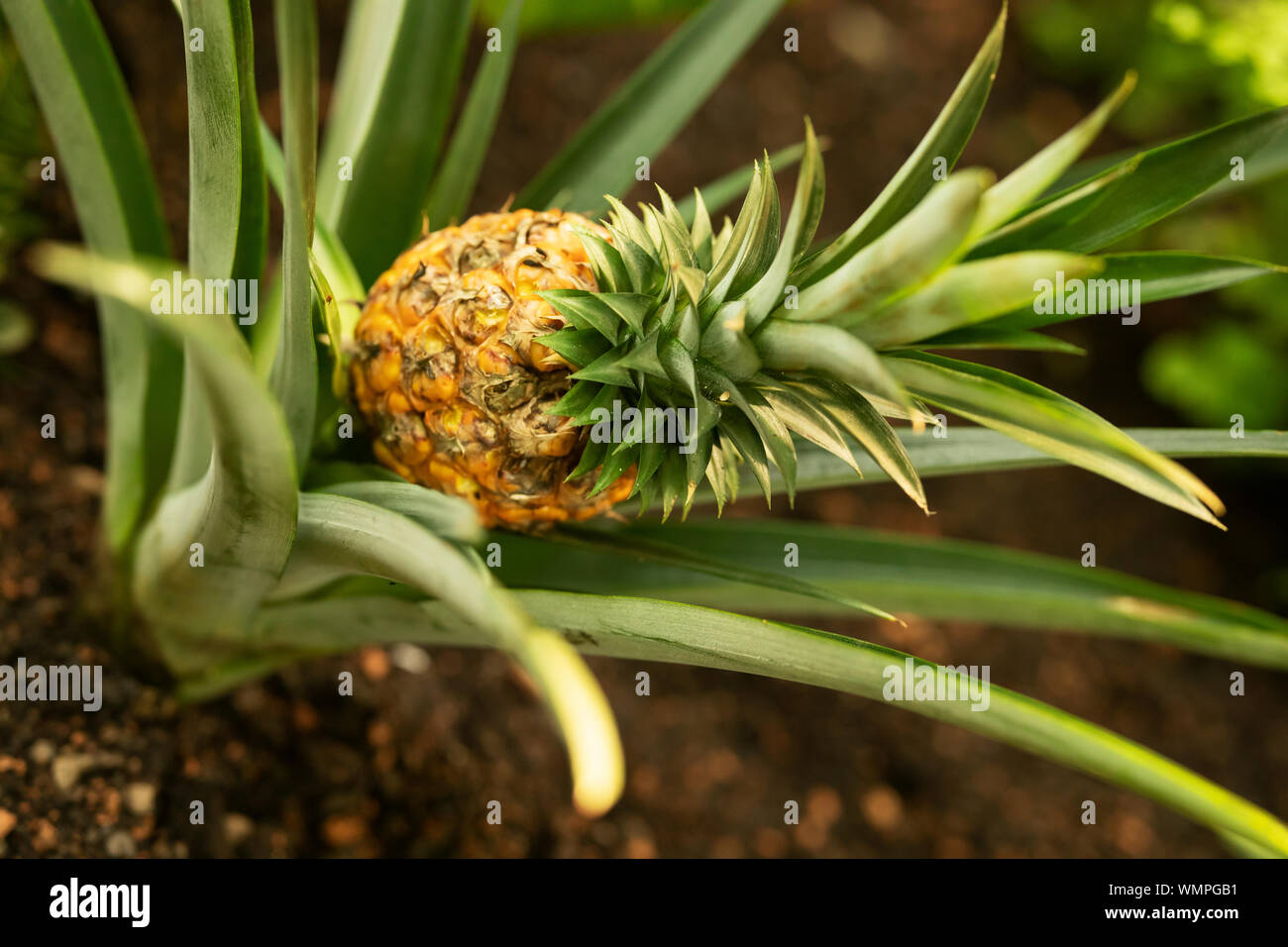A pineapple (Ananas comosus) growing in a tropical garden. Stock Photo