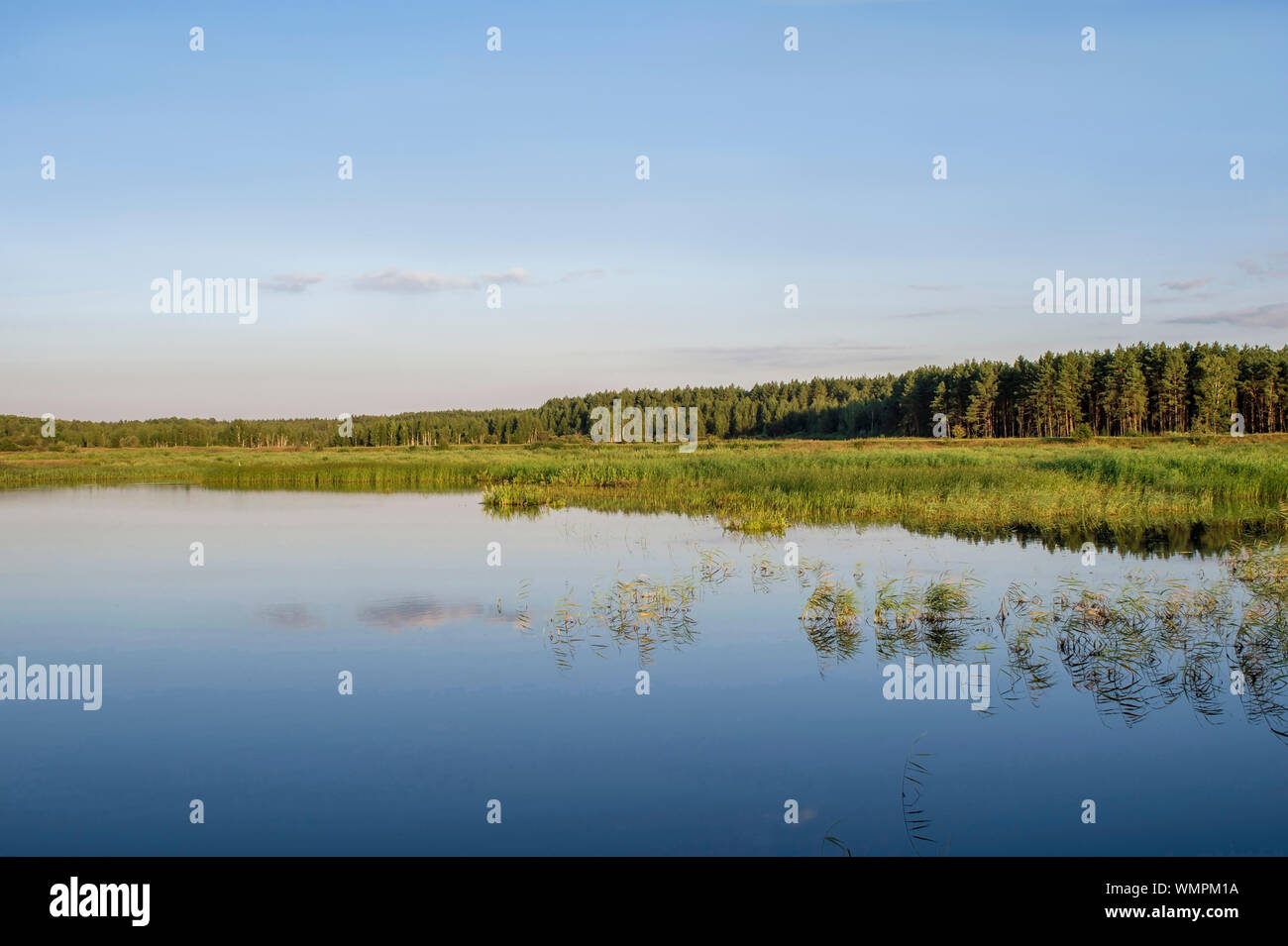 Summer desert landscape with swampy terrain and pine forest in the distance. Background. Stock Photo