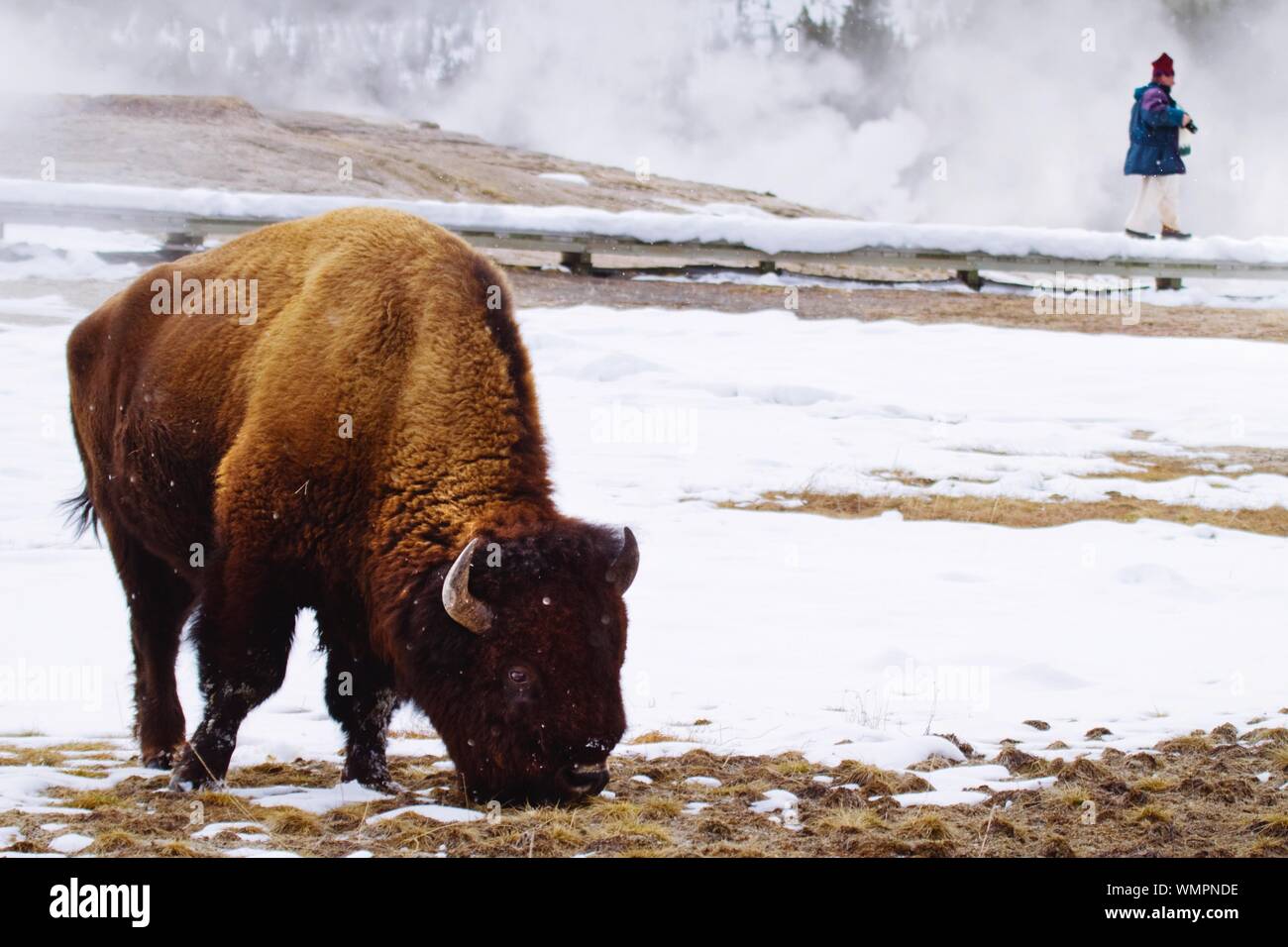 Bison Snow High Resolution Stock Photography And Images Alamy Bison Snow High Resolution Stock Photography And Images Alamy