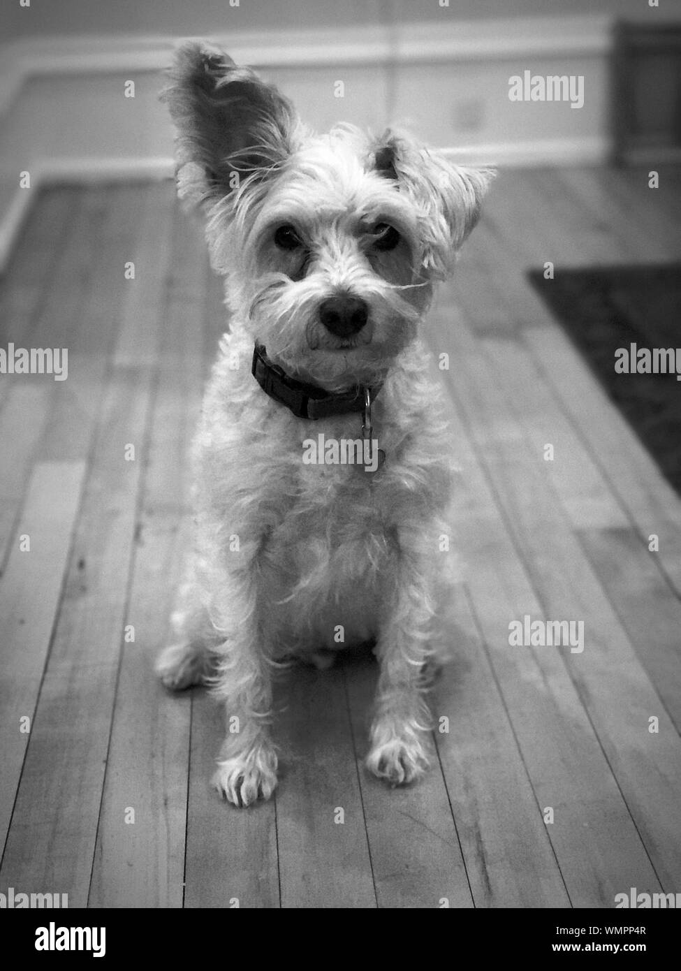 West Highland Terrier Sitting Up High Resolution Stock Photography and