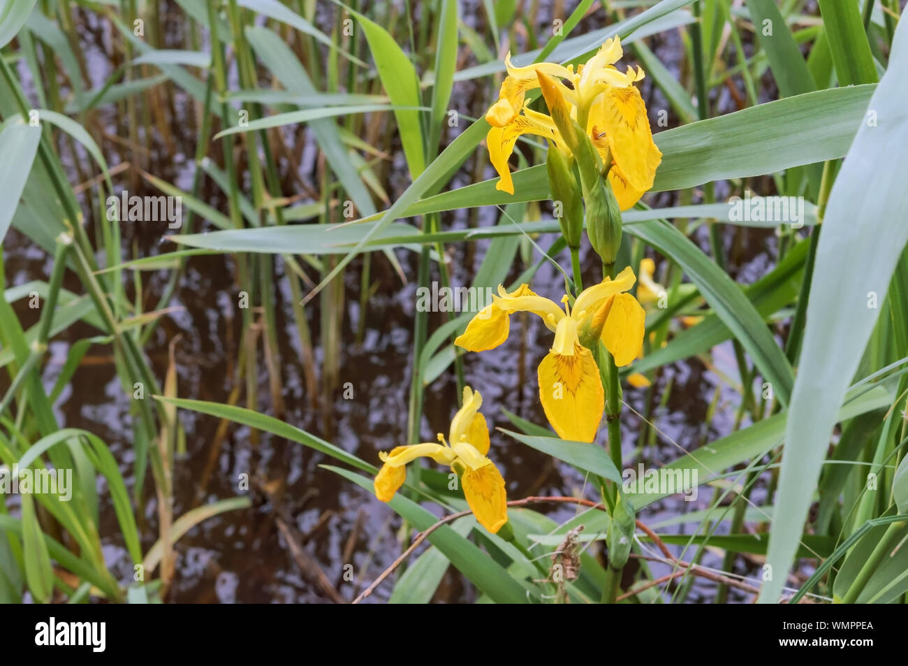 yellow Iris flowers, yellow Iris on the pond Stock Photo