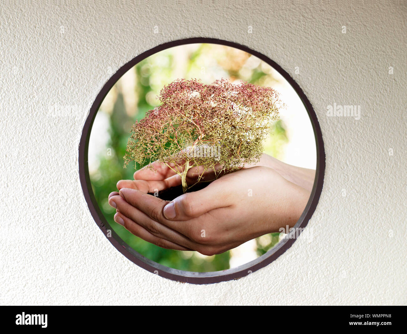 Close-up Of Hands Holding Young Plant Stock Photo