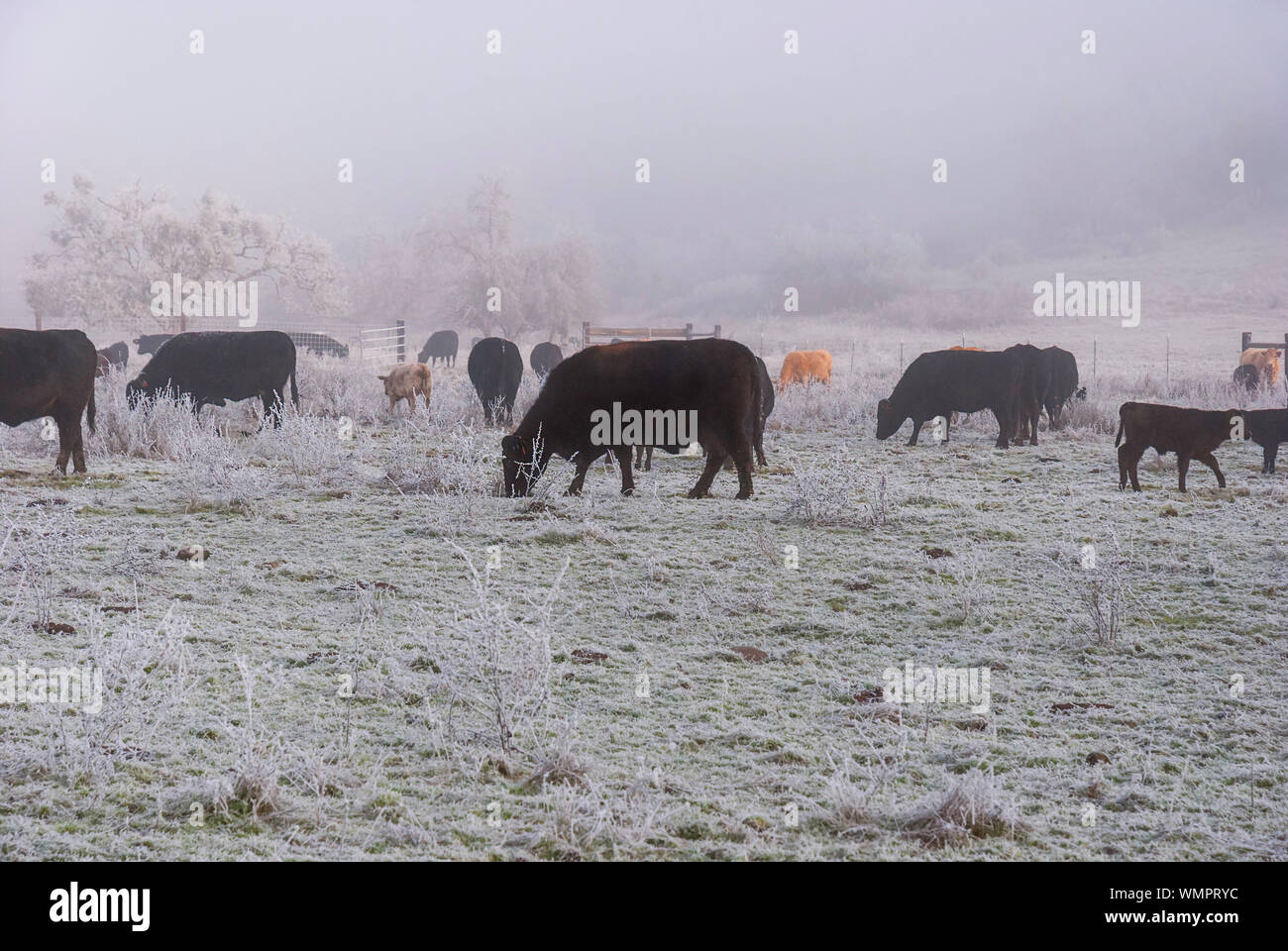 a mixture of black angus and red cows grazing on a pasture that is covered by fog frost with an extremely hazy hillside in the background Stock Photo