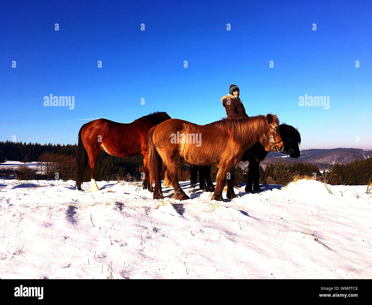 White horse snow mountain hi-res stock photography and images - Alamy