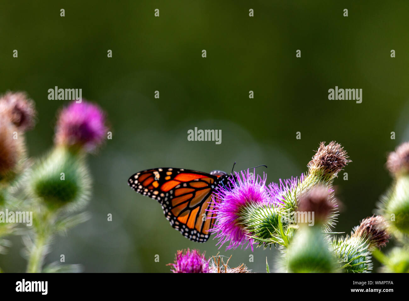 Monarch on Thistle. A large monarch butterfly on purple thistle