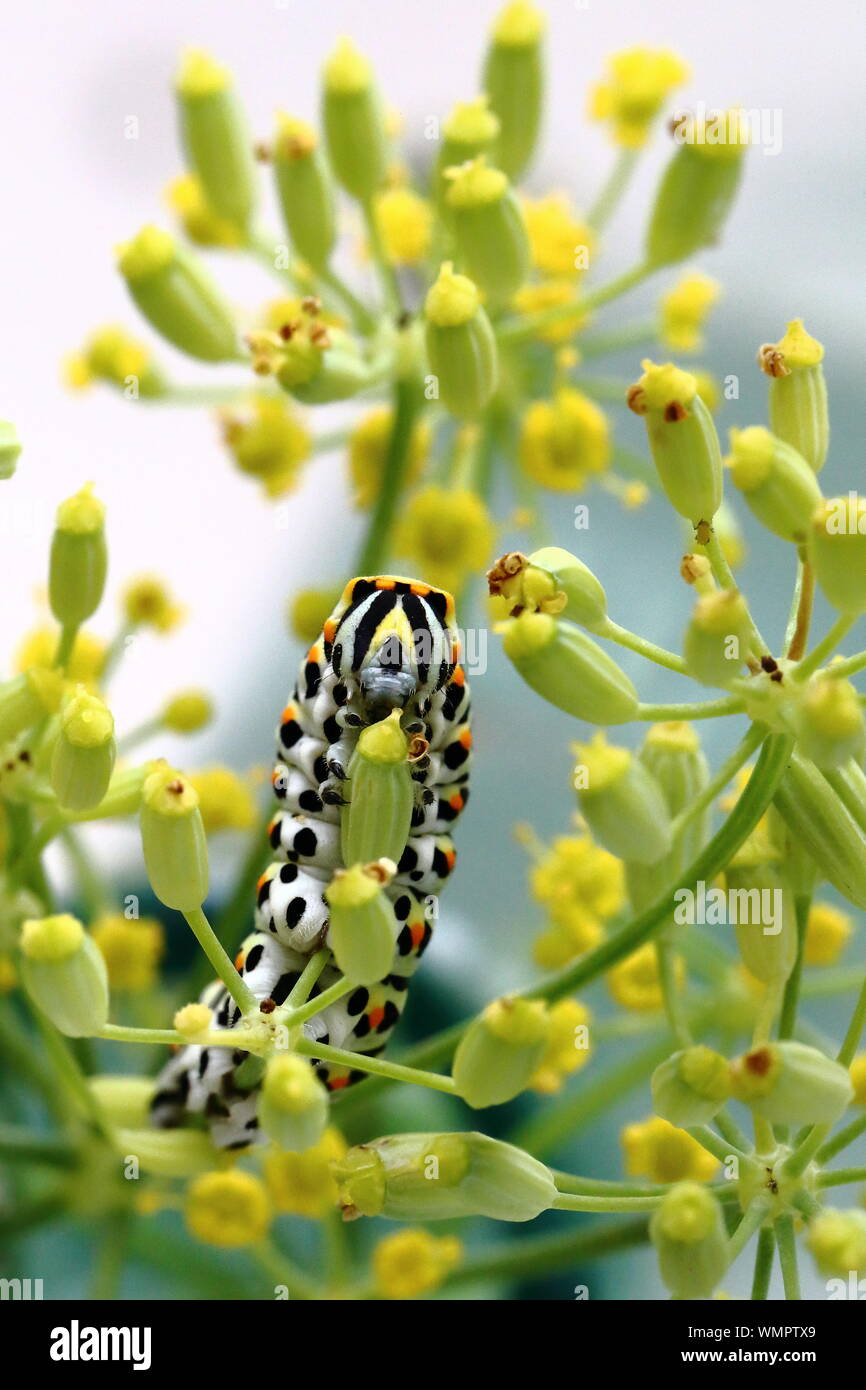 Caterpillar eating flower bud hires stock photography and images Alamy