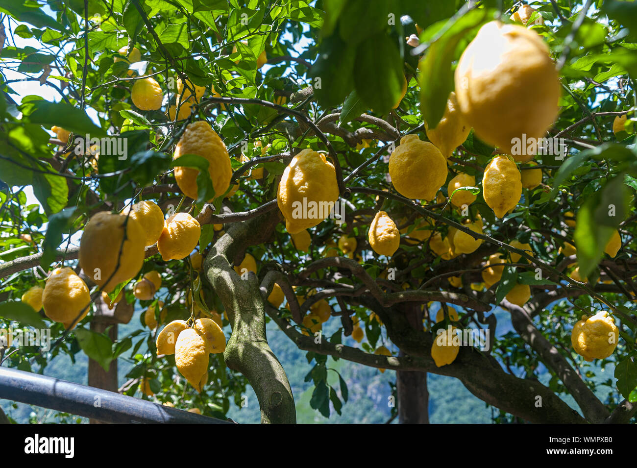 Sfusato of Amalfi or sfusato femminello lemons, differnt from Sorrento lemons for different cultivation technic Stock Photo