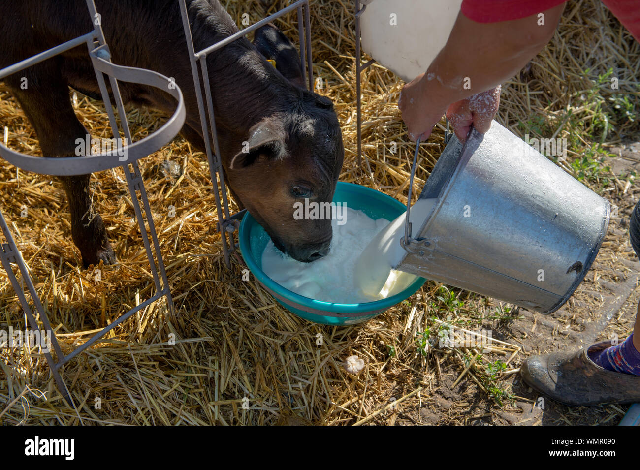 Milk cow bucket hires stock photography and images Alamy