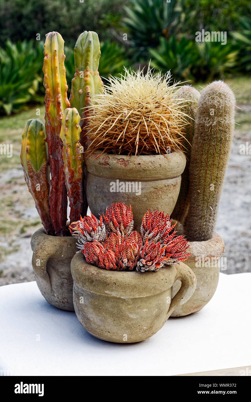 cacti arrangement, 4 clay pots together, decoration, plants, nature, outdoor garden, Aeolian Islands; Europe; Isola Salina; Italy; spring, vertical Stock Photo