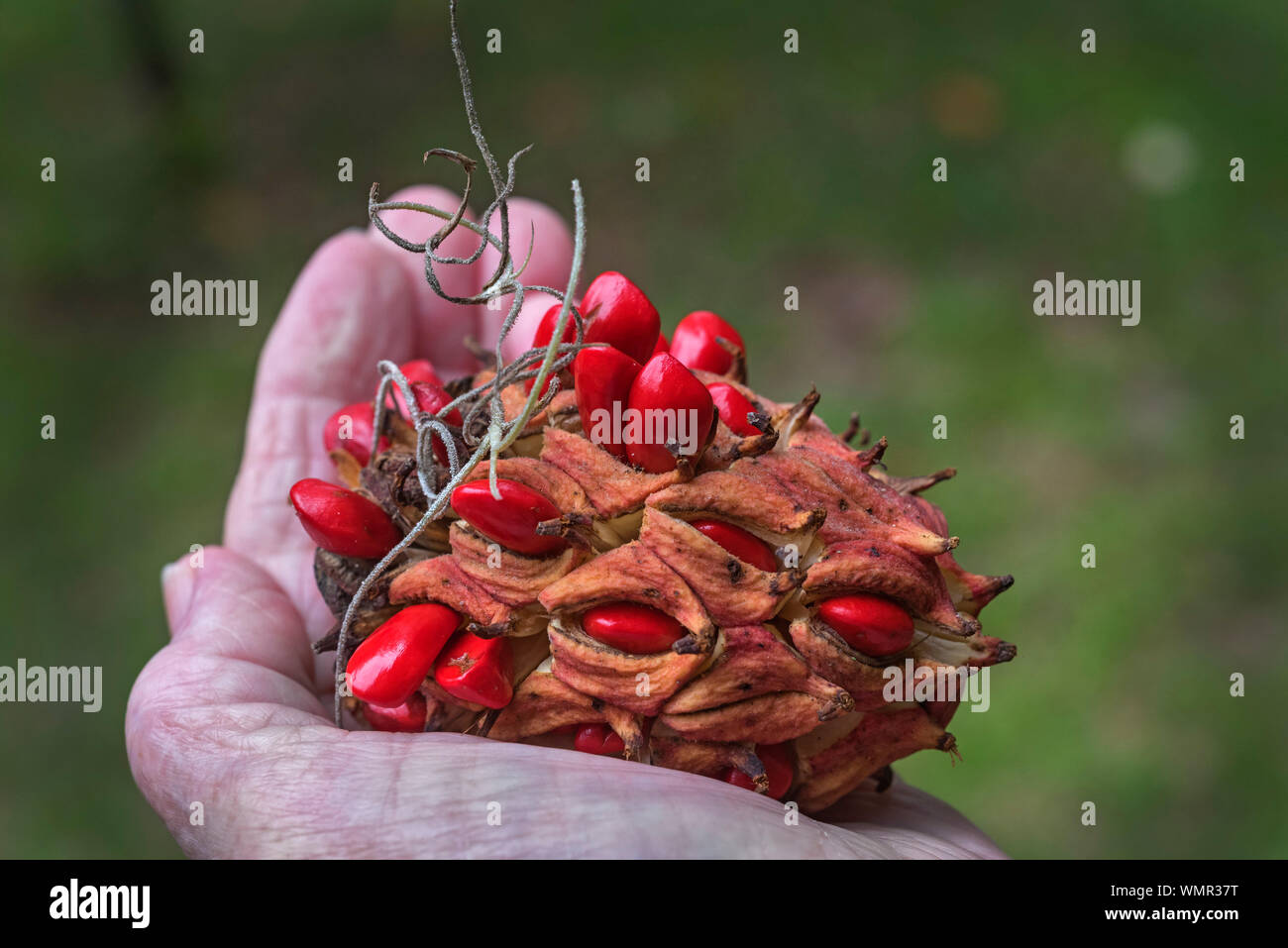 Southern Magnolia tree seed pod. Stock Photo