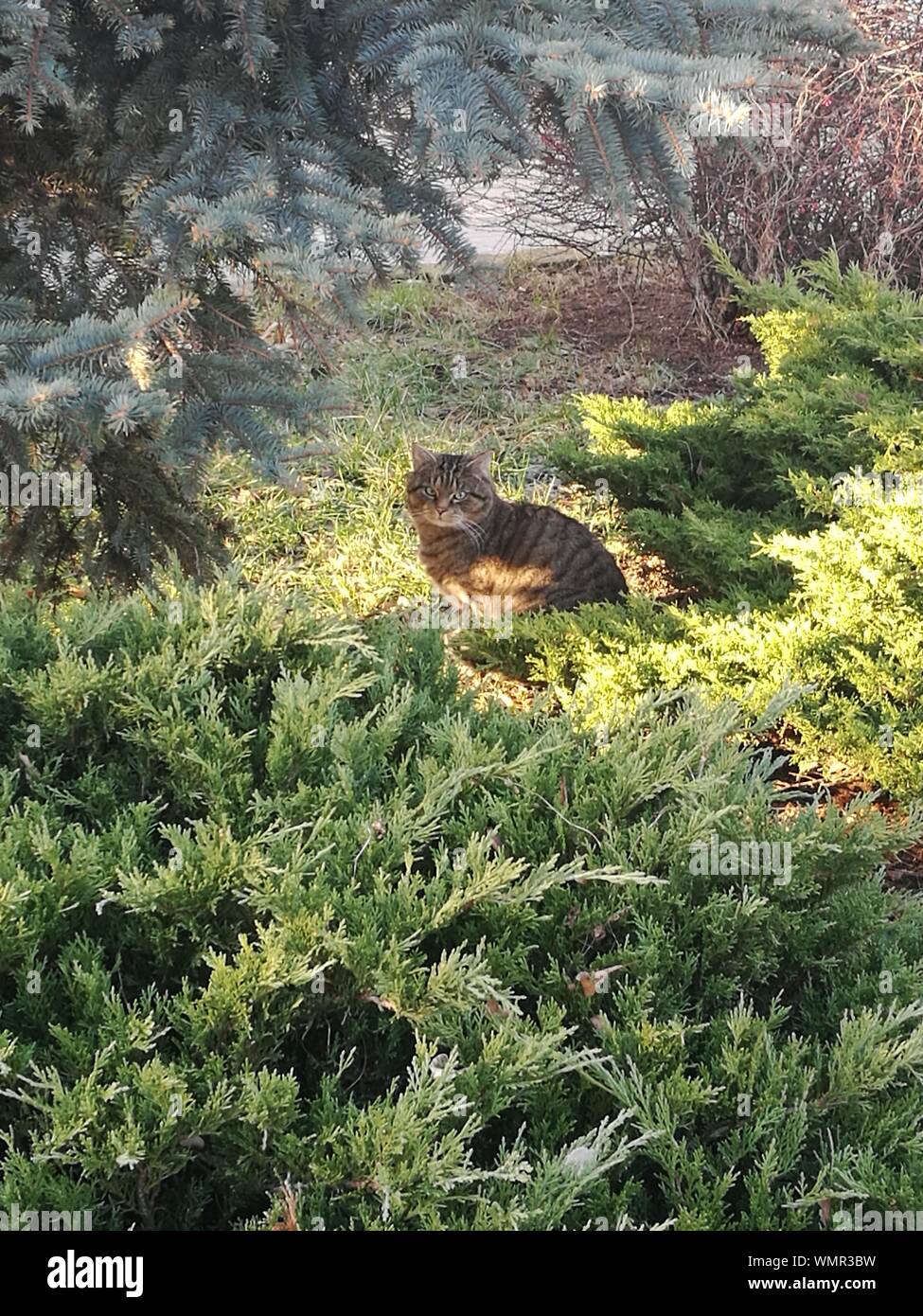 Image showcasing Cat Outdoors In Summer Stock Photo - Alamy