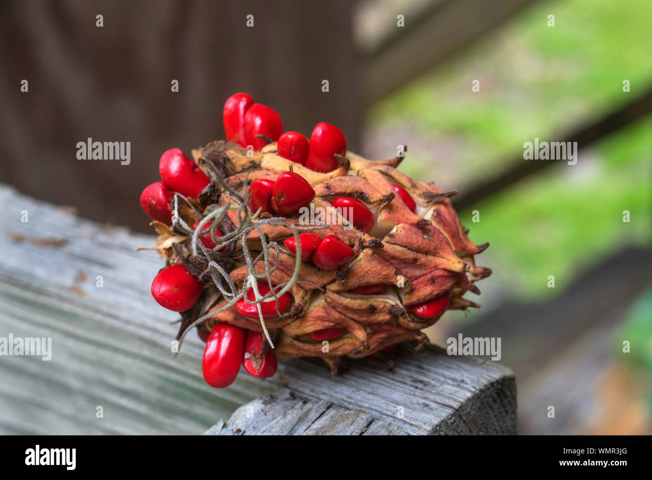 Southern Magnolia tree seed pod. Stock Photo