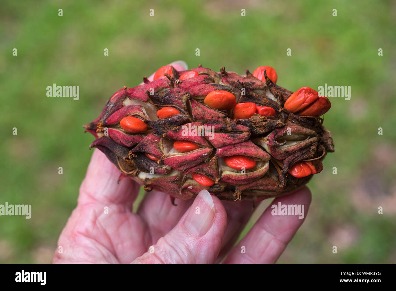 Southern Magnolia tree seed pod. Stock Photo