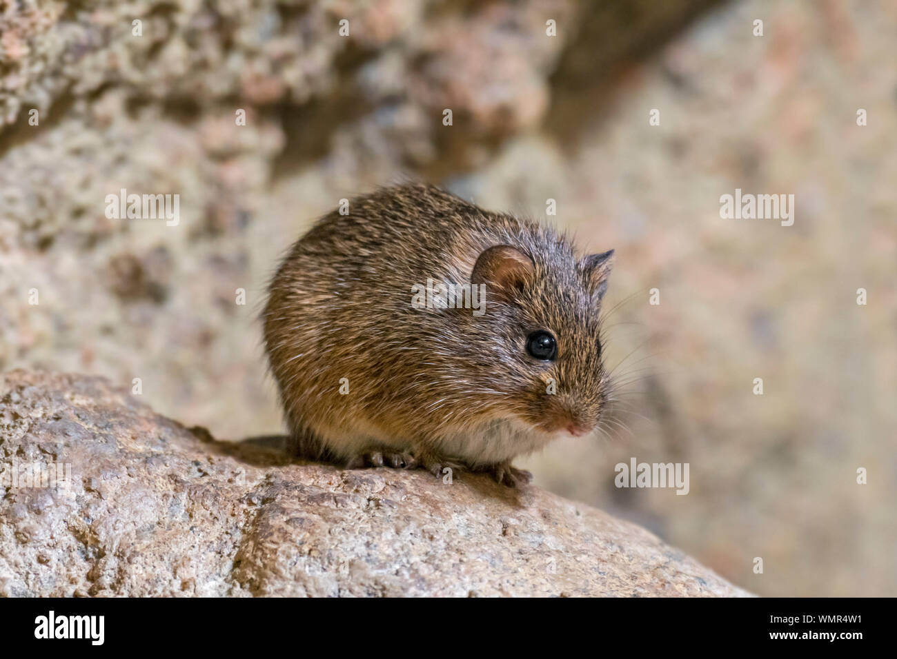 Hispid cotton rat (Sigmodon hispidus) rodent native to South America, Central America, and southern North America Stock Photo