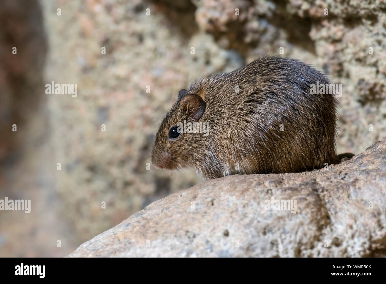 Hispid cotton rat (Sigmodon hispidus) rodent native to South America, Central America, and southern North America Stock Photo