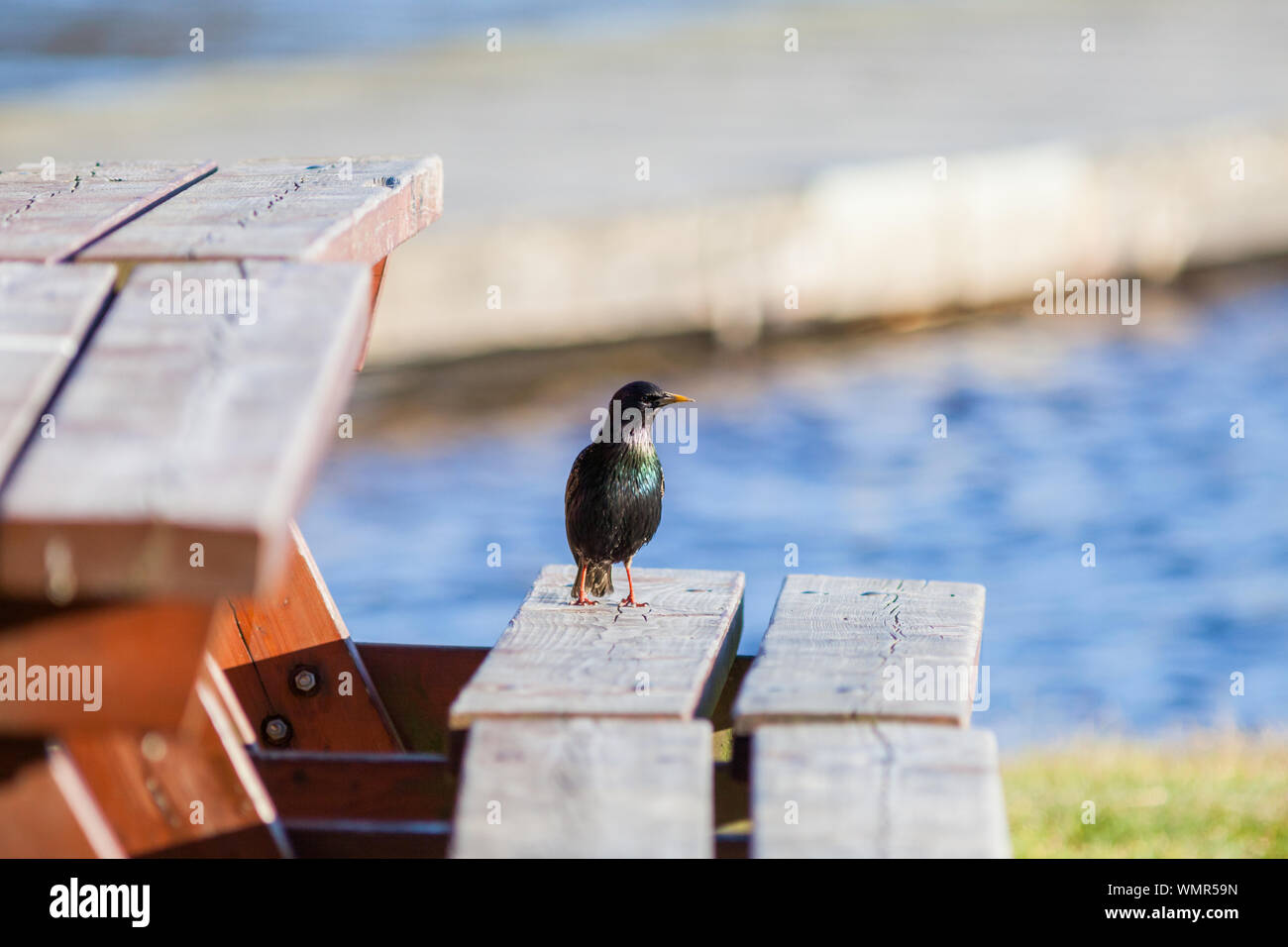 Perched Bird Against Blurred Water Stock Photo