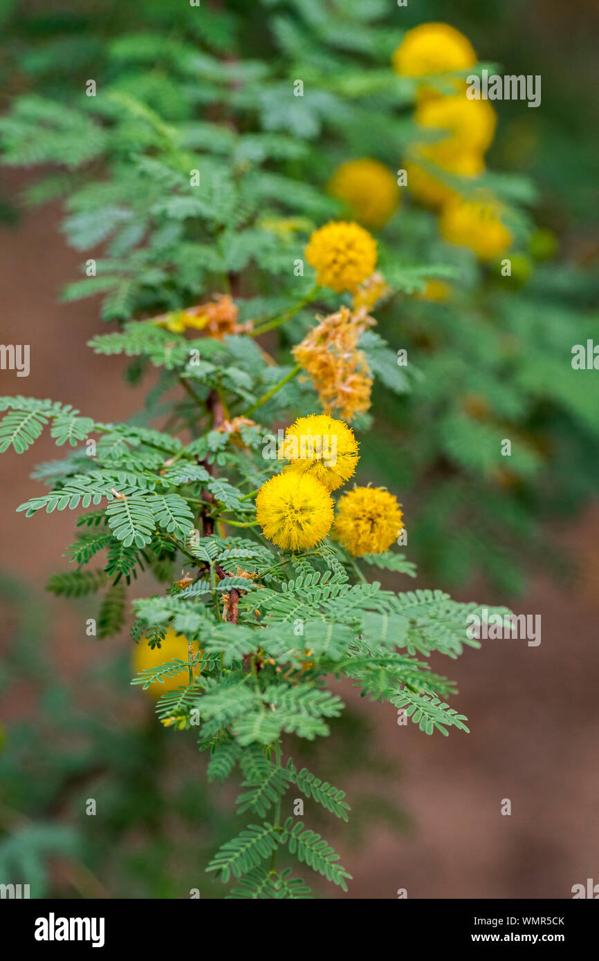 Whitethorn acacia (Vachellia constricta / Acacia constricta) in flower, North American shrub native to Mexico and the Southwestern United States Stock Photo
