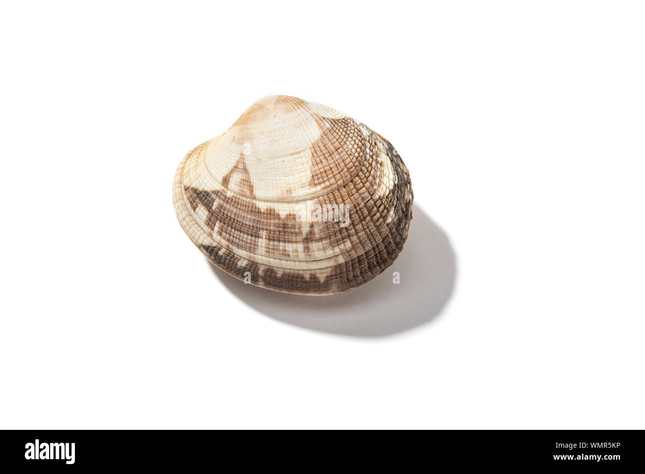 Fresh clam isolated on white background. Edible mollusk from Galicia, Spain Stock Photo