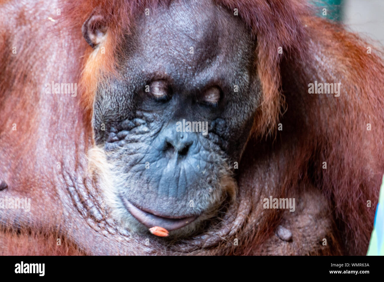 Orangutan. Closeup of female orangutan. Endangered due to habitat loss from Palm Oil