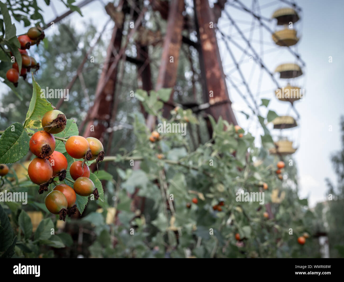 Rosa canina berries on the ferris wheel background in the Pripyat amusement park , Chernobyl Exclusion Zone, Ukraine Stock Photo