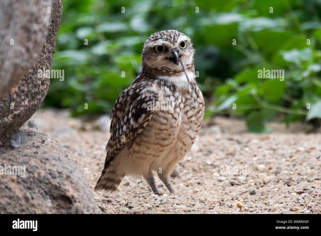 Burrowing owl (Athene cunicularia) swallowing rodent / rat, native to North America and South America Stock Photo