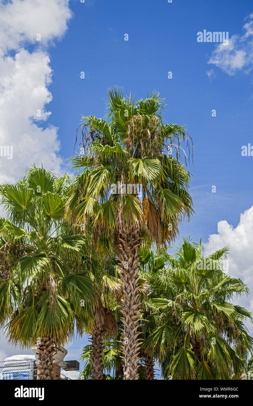 Sabal Palm Trees growing in Alachua, Florida. Stock Photo
