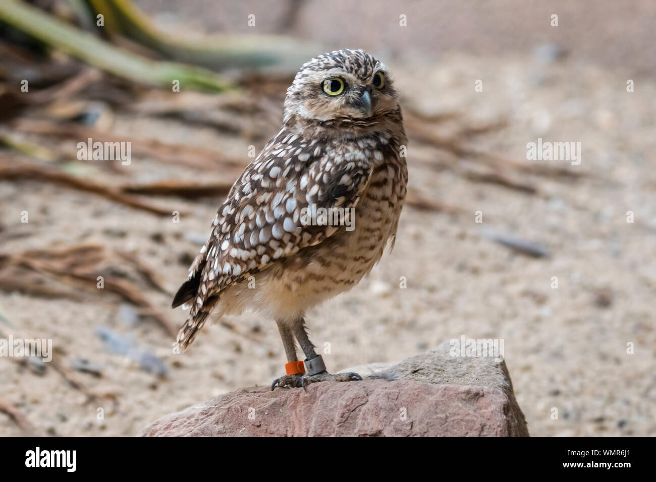 Burrowing owl (Athene cunicularia) perched on rock, native to North America and South America Stock Photo