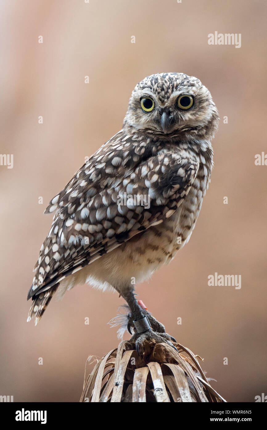 Burrowing owl (Athene cunicularia) native to North America and South America Stock Photo